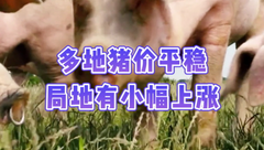 3月26日生猪价格：震荡趋稳！多地猪价平稳，月底猪价怎么走？