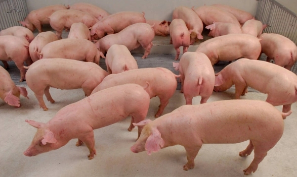 猪场上量激增，集团化猪企出栏难度加剧，生猪市场“一片绿”！