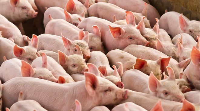 3月份四川生猪养殖调研汇总：今年预计生猪供应7000万头，非瘟疫情整体可控