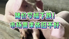 3月27日生猪价格：涨跌调整，均价呈现下跌态势！