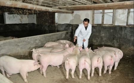 搞好养猪设备消毒，预防猪病发生，降低死亡率！