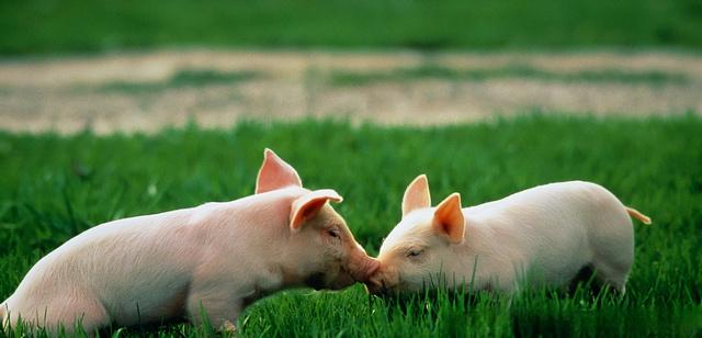 粥料养猪到底有什么好处，竟能让养猪强国趋之若鹜？