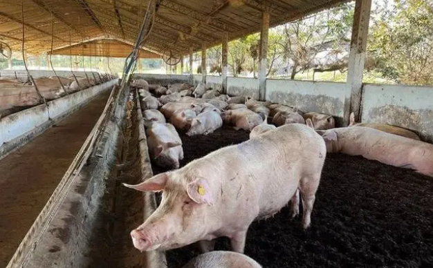 巴西一个保持高健康度的猪场，它的生物安全是如何做的？
