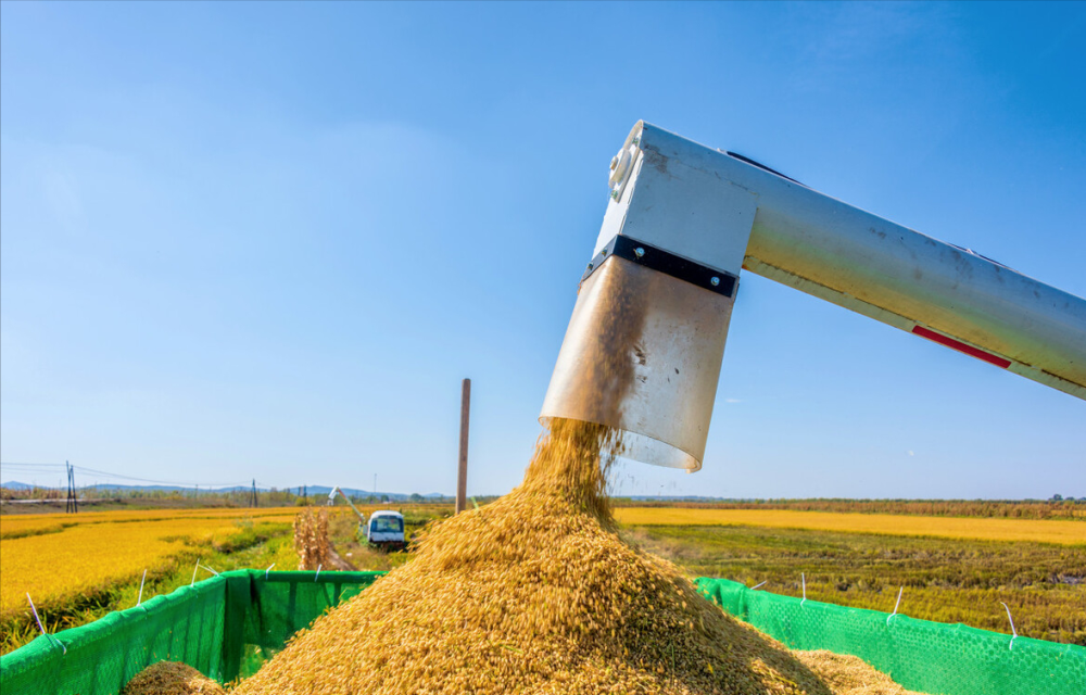 豆粕超跌反弹，稻谷拍卖流拍达84.17%，粮食市场这是怎么了？