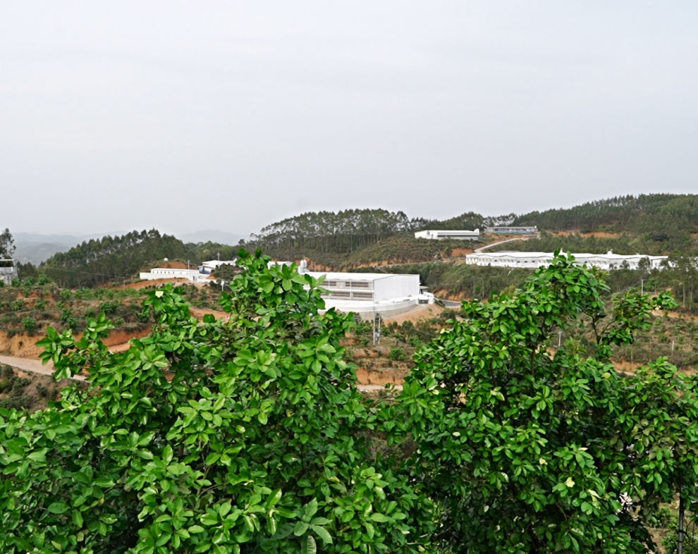 沙田柚树