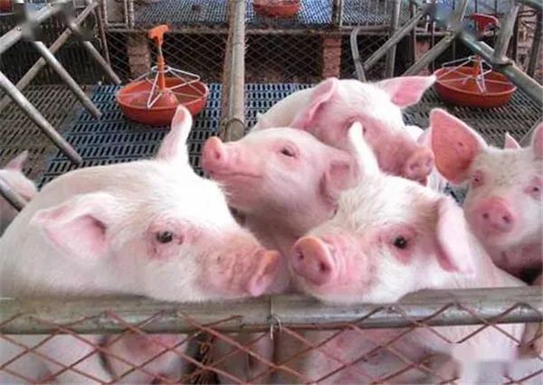 如何正确认识猪的营养特性和饲料要求？