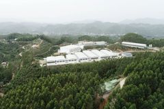 养猪+沙田柚？朝着PSY30头的目标冲刺，提高效益、降低成本！