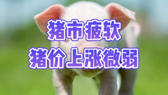 3月30日生猪价格：涨不动也跌不下，猪市疲软，散户积极出栏！
