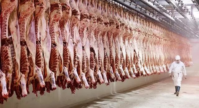 澳洲屠宰场泄露视频画面，屠宰业杀猪方法引争议