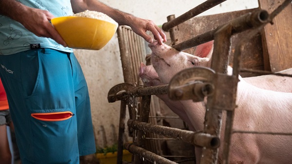 德国养猪业面临生存危机？为什么越来越多养猪户放弃养猪？