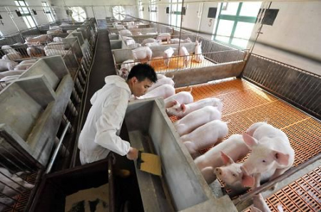 猪粪便都能判断出哪些猪病？正确判断猪的粪便才能及时解决猪病困扰！　　