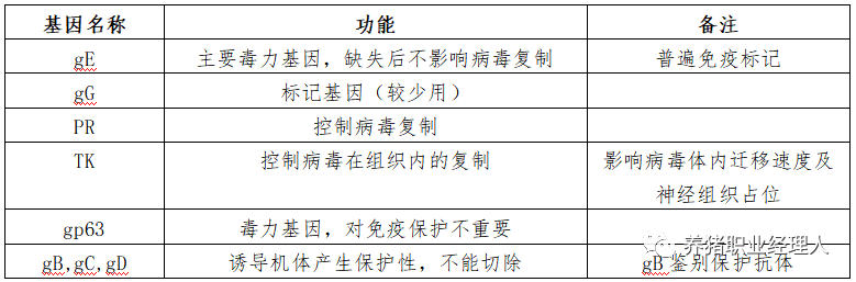 伪狂犬病毒主要基因