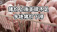 3月31日生猪价格：持续磨底！行情上涨支撑不足，散户出栏积极性提升！