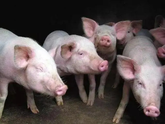 为什么保育猪死淘率高？解决保育猪死淘率高的方法是什么？