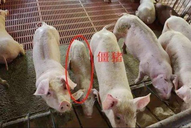 僵猪是怎么形成的？这样处理，僵猪一周就能“脱僵”