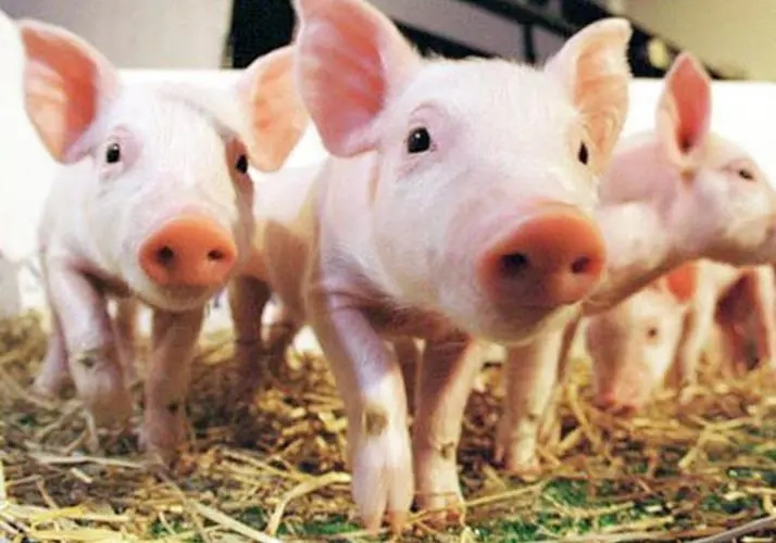 2023年04月06日全国各省市15公斤仔猪价格行情报价，仔猪价格走低，现在可以逢低补栏吗？
