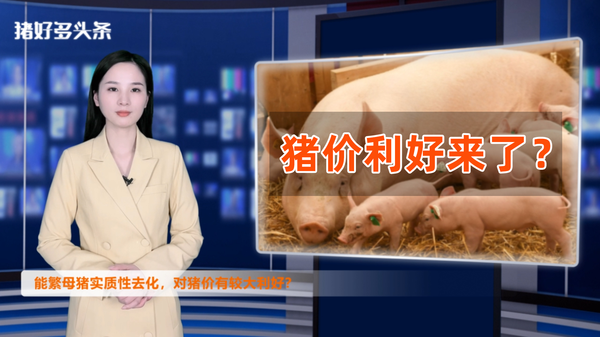 养猪持续亏损，母猪产能去化真正开始！未来猪价有较大利好？