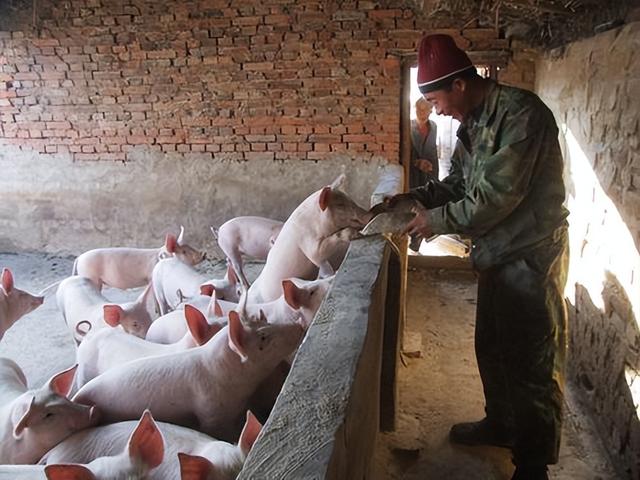 旧猪舍对猪有哪些危害，养猪人如何改造旧猪舍？