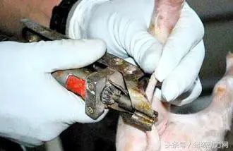 仔猪断尾到底应该留多长？看完本文，就有答案了