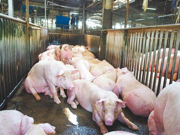 岛内猪肉价格每公斤快破百元，猪农和摊商都说“猪贵如牛”