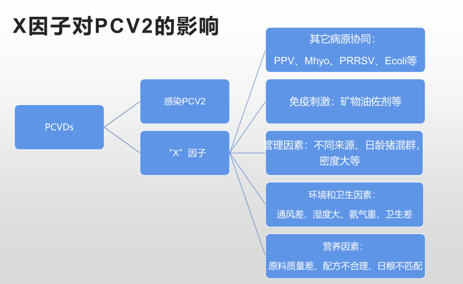 X因子对PCV2的影响