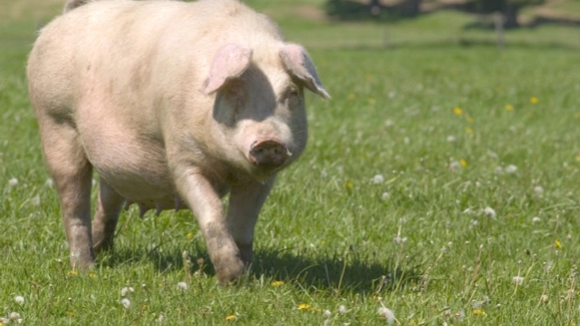 缓解生猪便秘和寒颤的偏方:白菜巧治生猪便秘