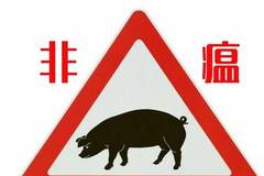 非洲猪瘟弱毒能否引导非洲猪瘟走向自限性疾病？