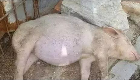 猪涨肚的六种原因，掌握之后可避免不少经济损失！