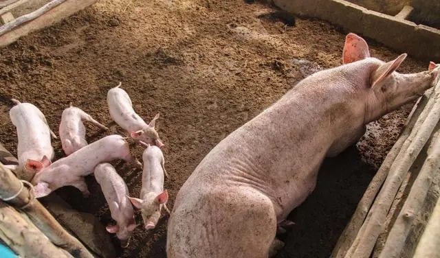学到了！猪病在不同饲养阶段的风险点是什么？