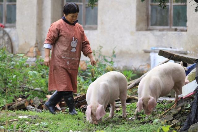 夏天养猪需要注意什么？防霉、通风、饮水、防蚊虫