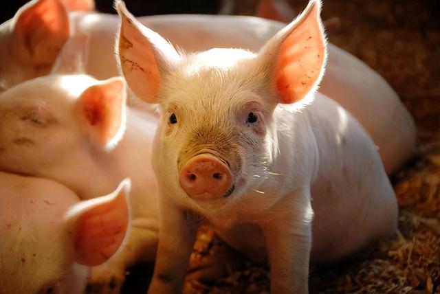 红糖喂猪到底有哪些好处，为什么养猪人都买红糖喂猪？