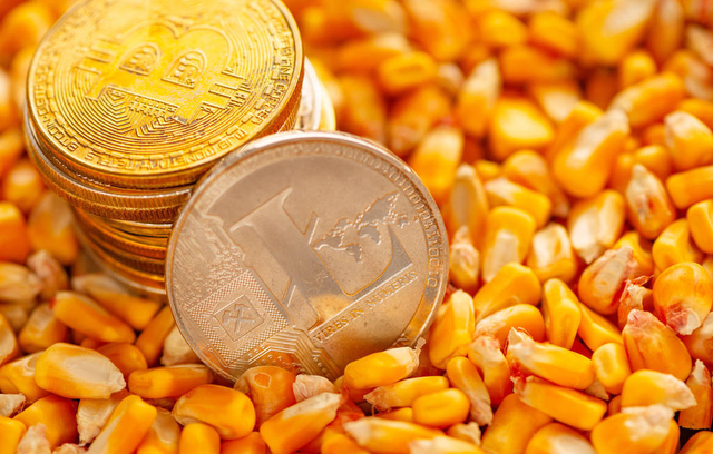 二季度玉米行情会如何变化？或在2500～2800元/吨