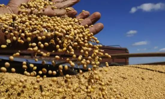 减少大豆饲用需求410万吨，推动节约饲料粮1630万吨，我国饲用豆粕减量替代再进一程