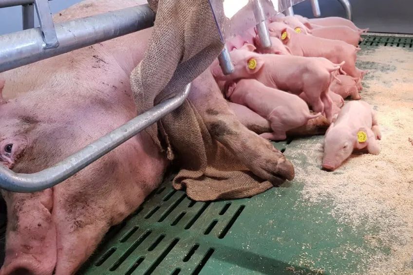 怎样提高分娩舍母猪采食量？产房母猪的饲喂也有这般讲究！
