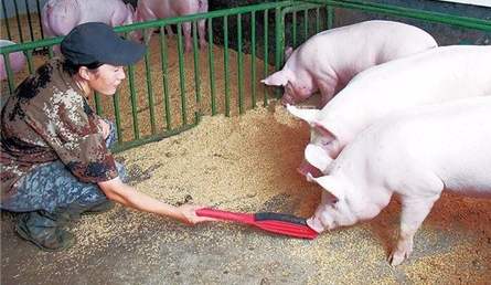 不可替代！浅谈家庭农场养猪的竞争力