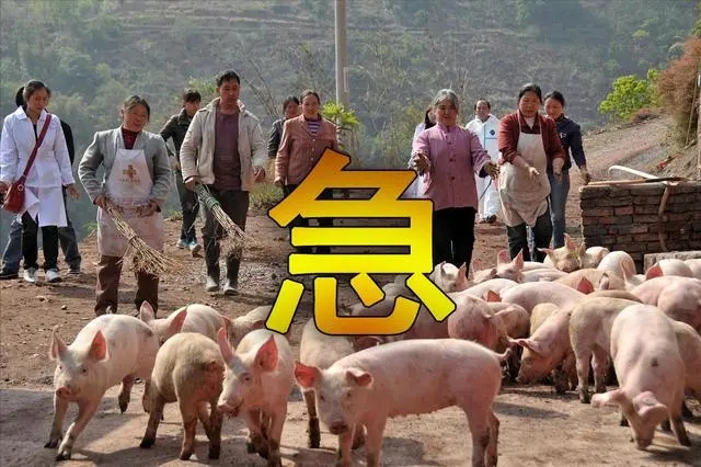 养猪