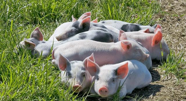 猪吃草竟然越吃越肥了？猪吃牧草还有这么多的好处