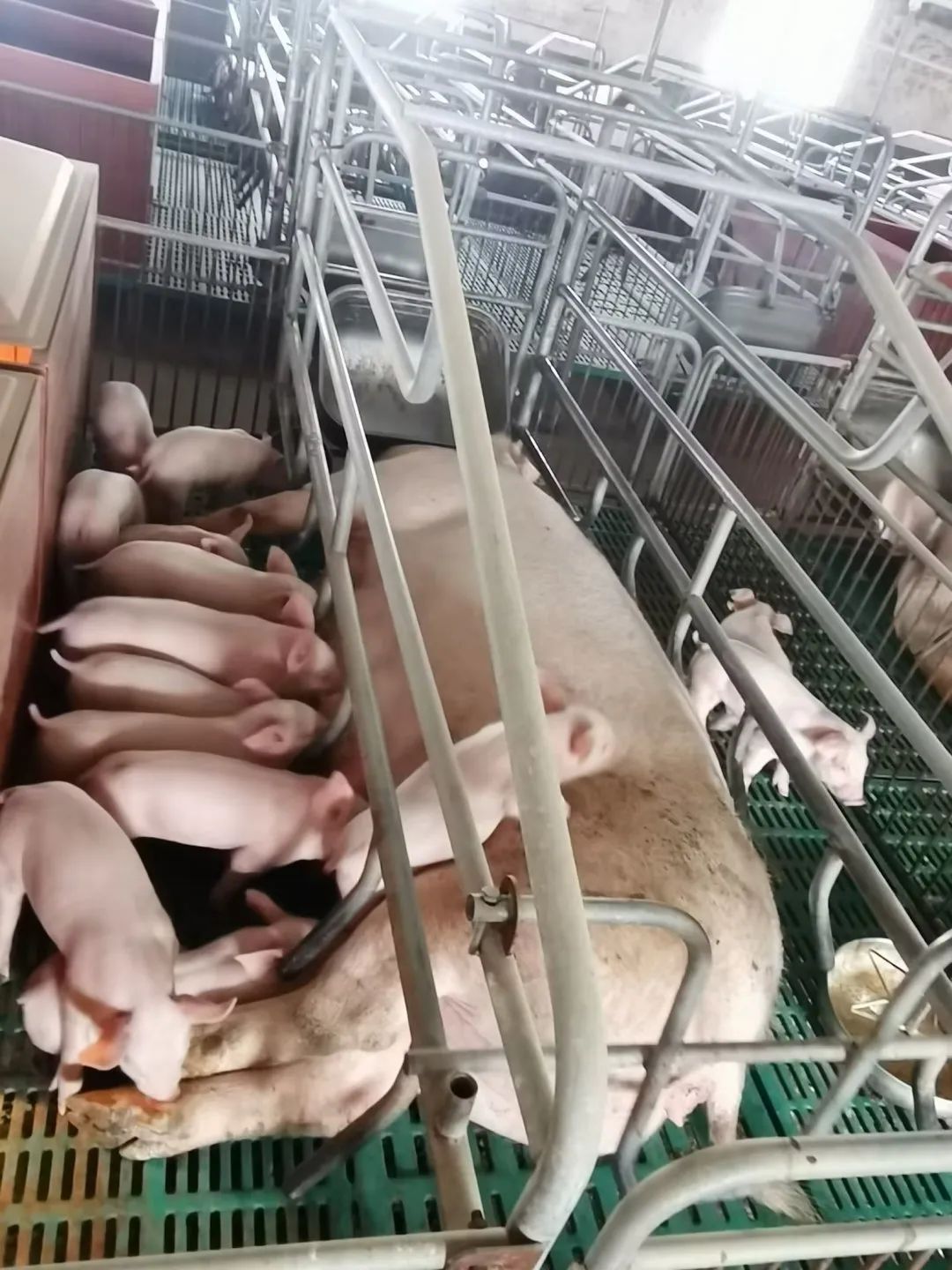 母猪和小猪