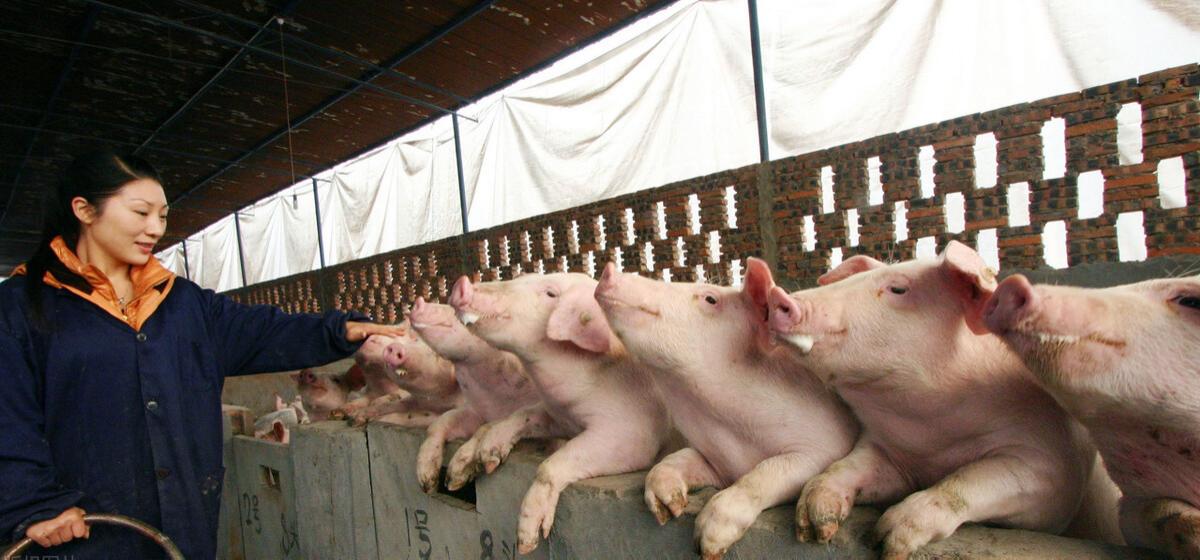 智能化养猪时代来袭！跟不上脚步的养殖场会面临怎样的风险？