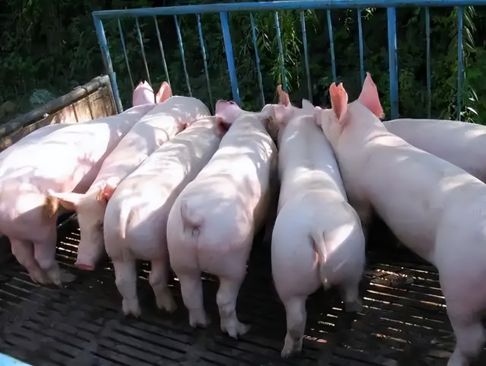 南昌7家养殖场入选国家级生猪产能调控基地，28家入选省级！