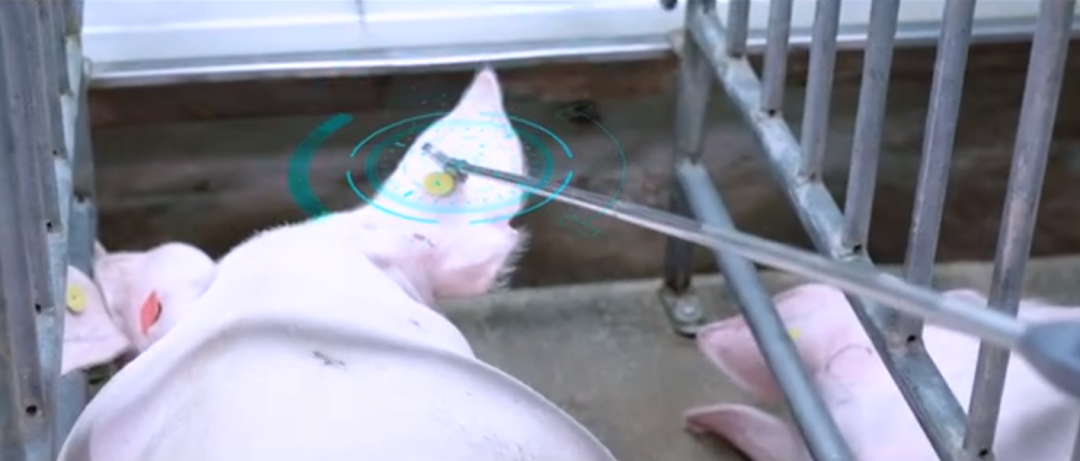 智慧养猪新模式