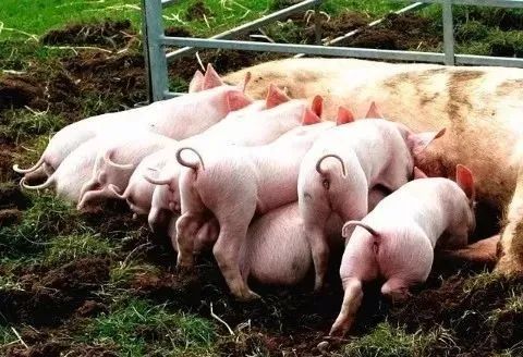 【直播回顾】听专家分享如何打造高产母猪群？（上）