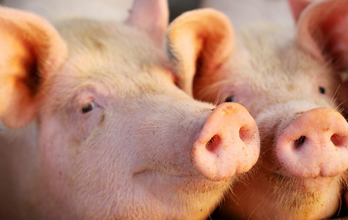 国家统计局：4月上旬生猪价格14.5元/千克，下跌0.5元/千克