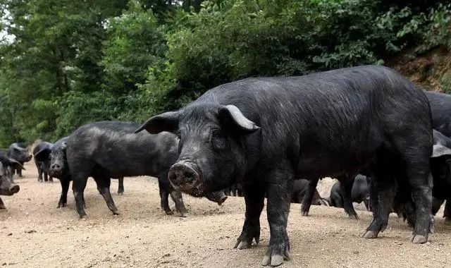 中国人养了9000年的黑猪被洋猪用40年击溃！中华黑猪如何重拾辉煌？
