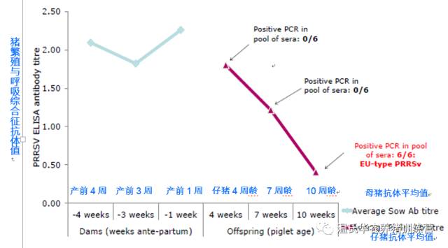 母猪妊娠期90天时接种PROGRESSIS疫苗的情况下，对母猪和仔猪的猪繁殖与呼吸综合征病毒抗体进行监测的情况