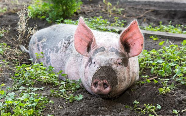 丹麦生猪存栏及养殖场数均下降，因饲料价格上涨