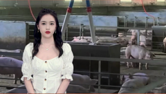 猪价连跌近一个月！机构：行情大概率已接近底部！
