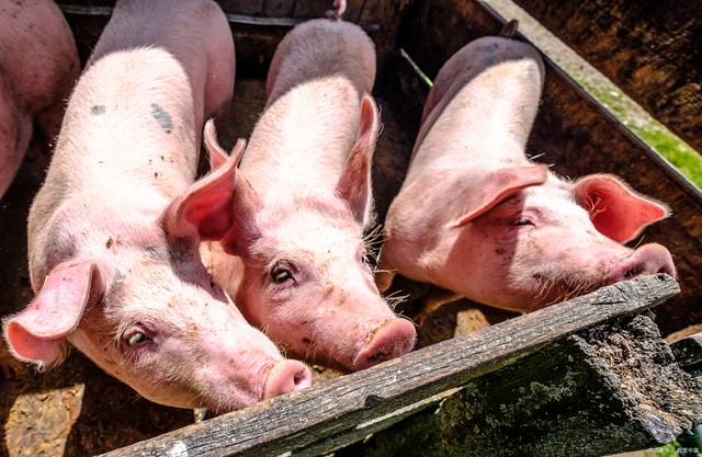 生猪存栏同比增长达2%，养殖户补栏意愿较强，猪价后市面临较大压力