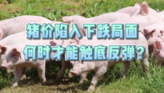 4月18日生猪价格：局地价格出现“破7入6”行情，还有下跌空间吗？