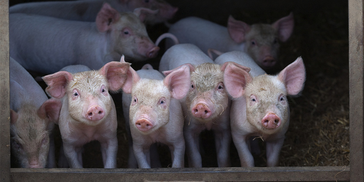 猪饲料配制常见5大误区，养猪人一定要改正！